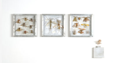 Collectie III Wespen langpootmuggen en spanners