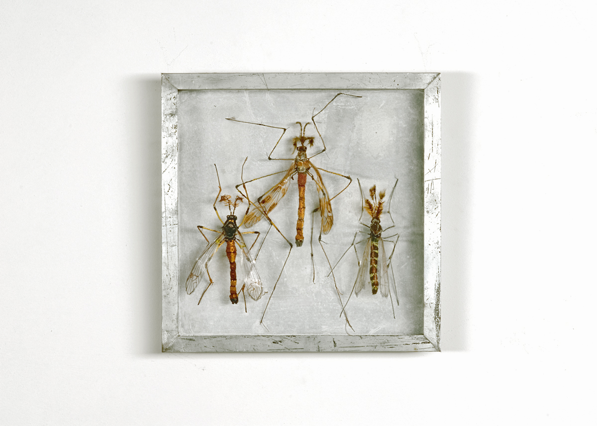 Collectie IV Langpootmuggen Handgebreid, in zinken doos van 20-20 cm