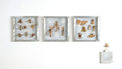 Collectie IV,  Vliegen, langpootmuggen en uilen