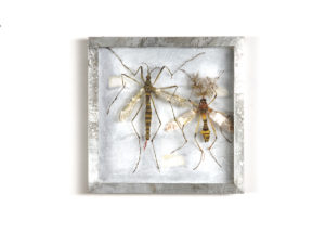 Langpootmuggen Collectie III Handgebreid, in zinken doos van 20-20 cm